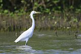 Chinese Egretborder=